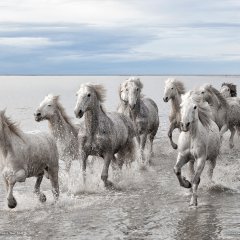 Дикие лошади