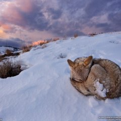 Койот