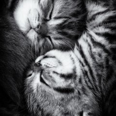 Кошачий Инь-Янь
