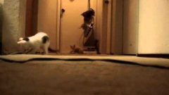 Котята случайно включают пылесос