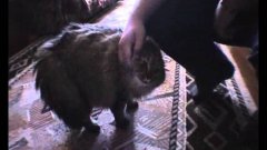 Кот Но Но Но