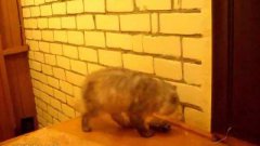 Звонок для кошки