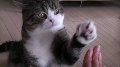 Ладушки с котом