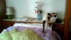 Кошка отвечает на телефонный звонок