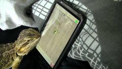 Ящерица новит насекомых в игре