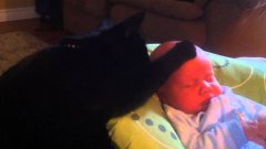 Кошка пытается успокоить плачущего ребенка