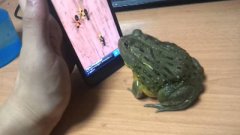 Лягушка играет в игру, ждите сюрприза