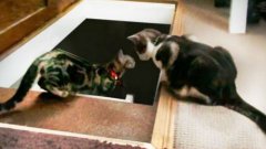 Кошка сбрасывает другую с лестницы