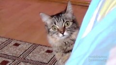 Кот задумал что-то недоброе