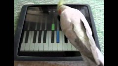 Животные играют в игры на Айфонах и Айпадах