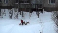 Дворник спасает девушку от стаи собак