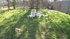 Волчица усыновила котёнка