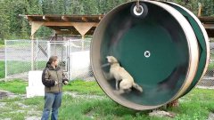 Собака очень любит бегать в колесе