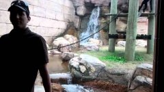 Обезьяна с размаху списывается в стекло