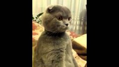 Кошка с интересом смотрит телевизор