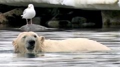 Полярный медведь веселится под водой