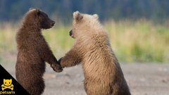 Поезд из медвежат