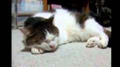 Кошка поёт блюз