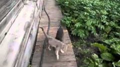А ну быстро домой!