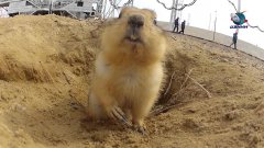 Суслик, живущий на космодроме 