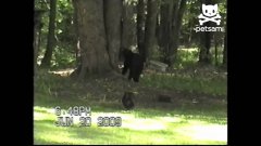 Храбрая кошка пугает медведя