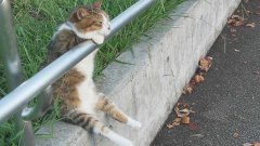 Сидящая кошка
