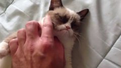 Сердитый Котик не одобряет ласку