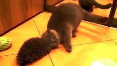 Ежик в роли щетки для кота
