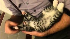 Смешной котёнок с лапками