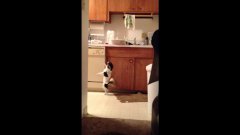 Танцующая чихуахуа