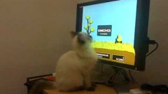 Котёнок ловит уток в игре