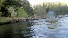 Орёл ворует рыбу с удочки