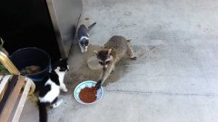 Енот ворует кошачью еду