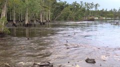 Водоворот поглощает деревья