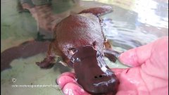 Кормление из рук утконоса