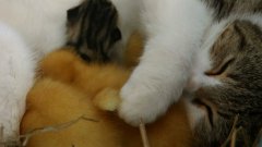 Кошка заботится об утятах