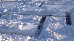 Собака в снежном лабиринте