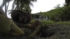 Краб ворует камеру и пытается утащить с собой