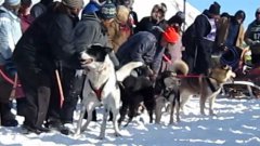 Веселой собаке не терпится начать гонку