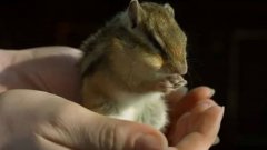 Умывающийся бурундук в замедленной съёмке