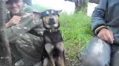 Собака-засыпака