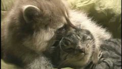 Енот с кошка играются