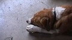 Собака открывает жестяную банку