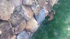Детеныши ласки перелезают через забор