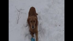 Золотистый ретривер озадачен пискливой игрушкой