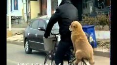 Собака на велосипеде