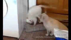 Кошка дерется в стиле капоэро