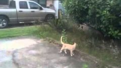 Птица издевается над кошкой