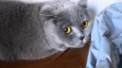 Виноватая кошка