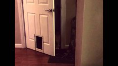 Кот-борец с системой